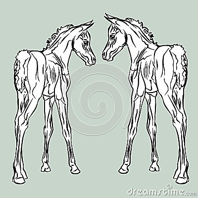 image of an Arabian horse foal on a green background. Vector Illustration